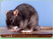 rat control Towcester